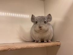 -龙猫仔乐园(惠福东路店)