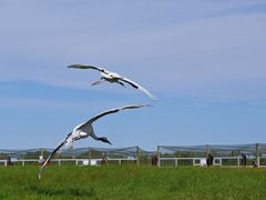 -盐城丹顶鹤湿地生态旅游区