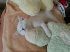 -瑞鹏宠物医院·宠保定点·心脏科·内科(御桥分院)