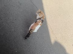 -猫岛主趣味餐厅(鼓浪屿店)
