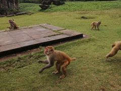 -海南热带野生动植物园