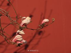 -东华门大街小区