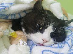 -美联众合动物医院·24h转诊中心