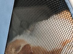 -纳吉亚猫专科动物诊疗中心(蒋宅口分院)