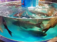 -魏铭鱼头捞饭(晋阳路店)