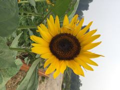 东方普罗旺斯薰衣草庄园-北京东方普罗旺斯薰衣草庄园