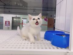 -1013 PET SHOP精品宠物商店(丁香店)