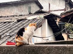 -磁器口古镇