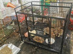 -马陆小张葡萄园农家乐