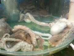 -烁佳海鲜大馅饺子