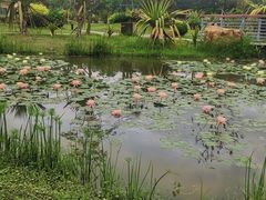 -东莞植物园