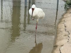 -盐城丹顶鹤湿地生态旅游区