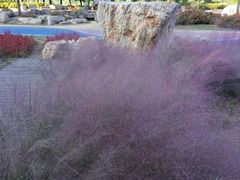 -羊亭河湿地公园