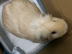 -美联众合动物医院·24h转诊中心