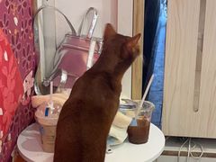 -Let's go狗咖·猫咖·奶狗·桌游(春熙路IFS店)