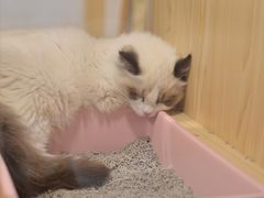 -屋虎猫馆(宝安大仟里店)