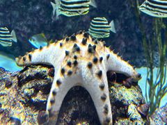 -西雅图水族馆