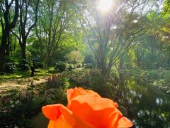 -上海共青森林公园