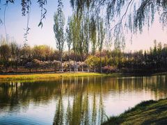 -大兴滨河森林公园