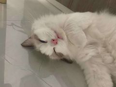 -东方名猫馆·英短金渐层布偶猫舍(环线广场1号楼店)