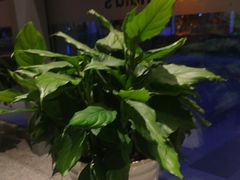 -麦当劳(北苑秋实路店)