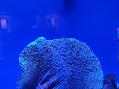 -上海海洋水族馆