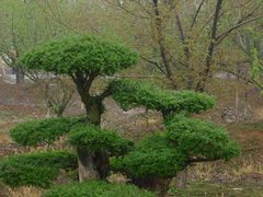 -天王浮山樱花园