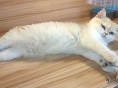 -猫十亿·布偶金渐层·曼基康矮脚猫舍(青年路店)