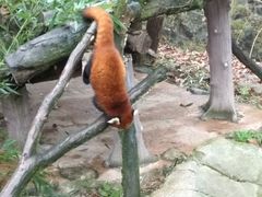 -都江堰中华大熊猫苑
