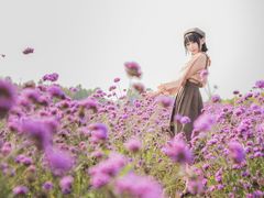 -北京东方普罗旺斯薰衣草庄园