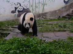 -中国大熊猫保护研究中心雅安碧峰峡基地