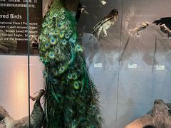-烟台自然博物馆