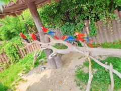 -上海野生动物园