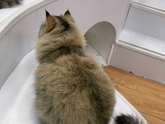 -COLOR PETS 撸猫馆·购猫·猫咖(长风大悦城店)