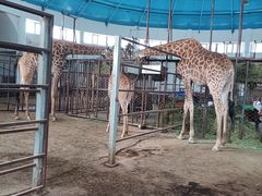 -哈尔滨北方森林动物园