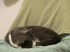 -瑞鹏宠物医院·骨科·猫科·内科(第一中心)