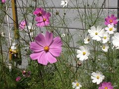 景观位-玛吉阿米·餐吧