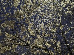 -武汉大学-樱园