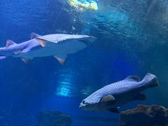 -海合安武汉极地海洋公园