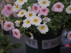 -大隐花事(熊婆婆的花园店)