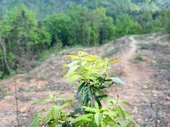 -素山寺森林公园