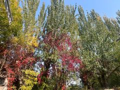 -天津五大道文化旅游区