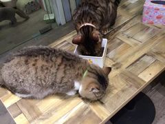 -小时光咖啡馆(开森度假森林店)