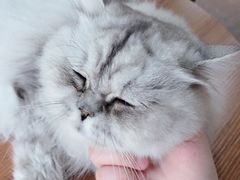 -贝贝宠物乐园(常青花园店)