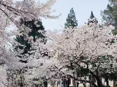 -武汉大学-樱园