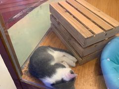 -龟与熊猫宠物公园(南坪店)