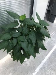 -悟空祛痘·诺奖技术专业店