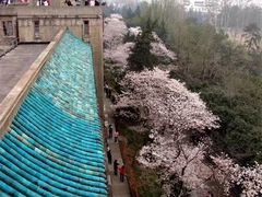 -武汉大学-樱园