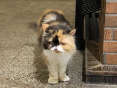 -more than meow吴止猫主题餐厅(承德 中船汇店)