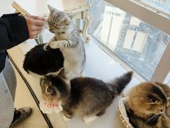 -共舞时光猫咖·狗咖(新街口店)